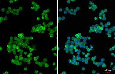 Anti-EPX antibody [HL6083] used in Immunocytochemistry/ Immunofluorescence (ICC/IF). GTX648162